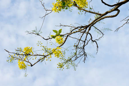 Golden flower tree or Dokkoon is native flower found in Thailand and south east Asia