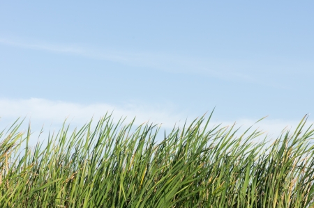 Green grasses and blue skyの写真素材