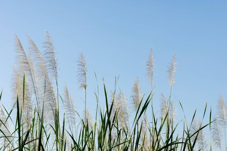 Grasses and blue skyの写真素材