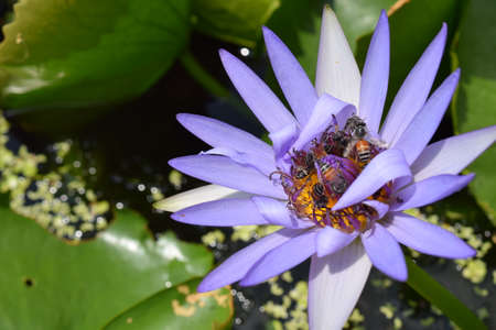 bee eating pollen on lotus