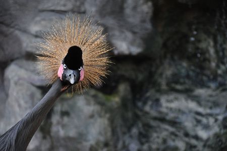 Crowned Crane in Pata Zoo, Bangkokの写真素材