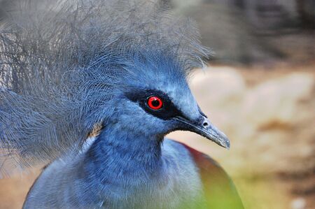 Crowned Pigeonの写真素材