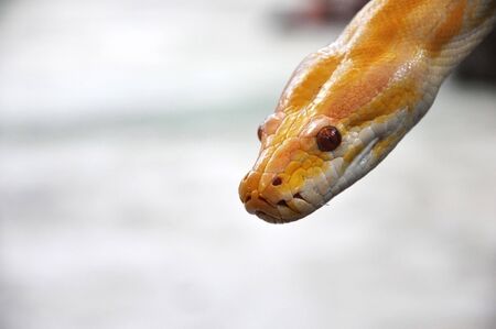 Albino Burmese python の写真素材