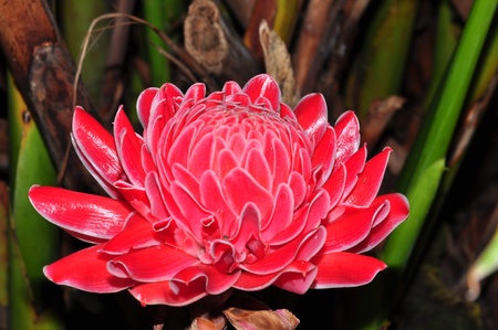 Etlingera elatior (Torch Ginger)の写真素材