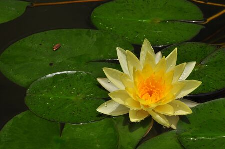Water Lilyの写真素材