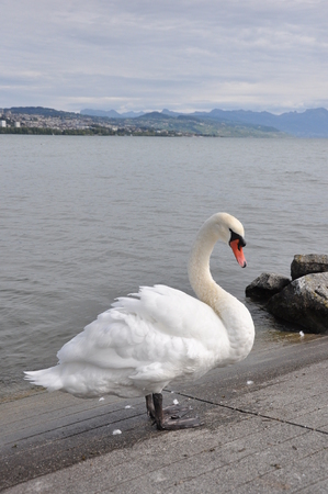 Swan, Lake Geneva, Switzerlandの写真素材
