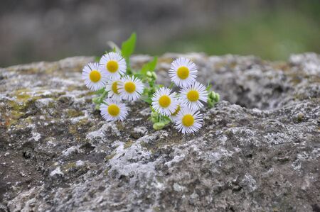Flowersの写真素材