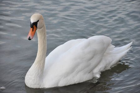 Swanの写真素材