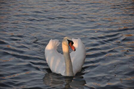 Swanの写真素材
