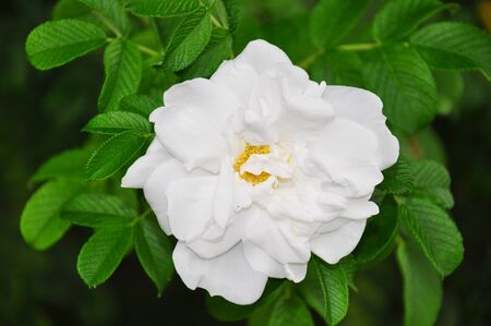 Roseの写真素材