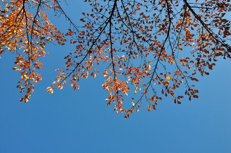 Autumnの写真素材