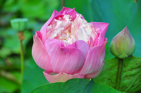 Lotus (Nelumbo Nucifera)の写真素材