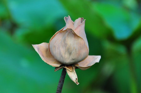 Lotus (Nelumbo Nucifera)の写真素材