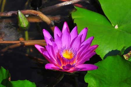 Water lilyの写真素材