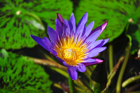 Water lilyの写真素材