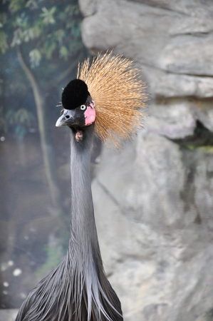 Crowned craneの写真素材