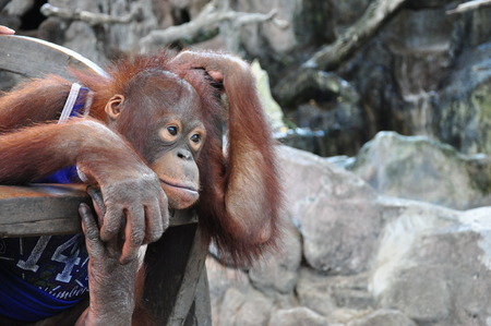 Orangutanの写真素材
