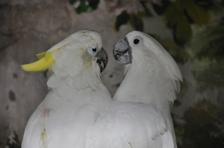 Sulphur-crested cockatoo (Cacatua galerita)の写真素材