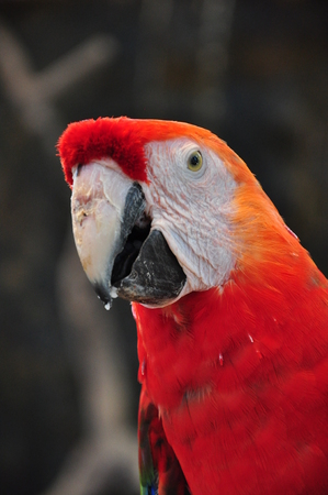 Scarlet macawの写真素材