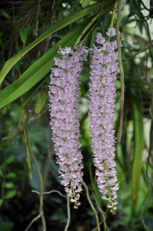 Foxtail Orchid (Rhynchostylis retusa )の写真素材
