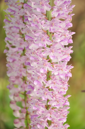 Foxtail Orchid (Rhynchostylis retusa )の写真素材