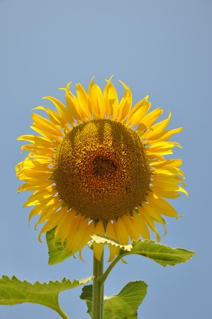Sunflower close upの写真素材
