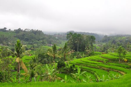 Rice terraces in Bali, Indonesiaの写真素材