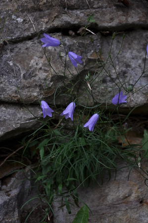 bell-shaped purple flowersの写真素材