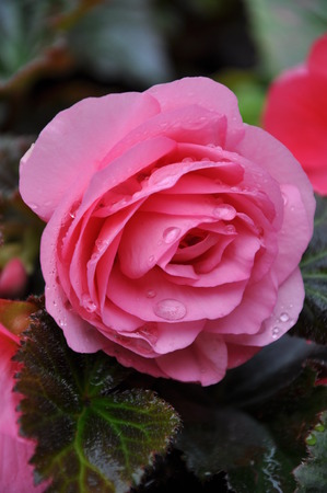 A pink double begonia flower with rain dropsの写真素材