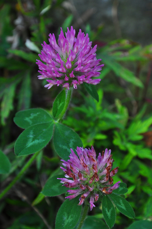 Two purple flowersの写真素材