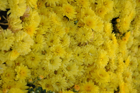 Yellow flowers backgroundの写真素材