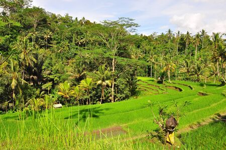 Rice terraces in Bali, Indonesiaの写真素材