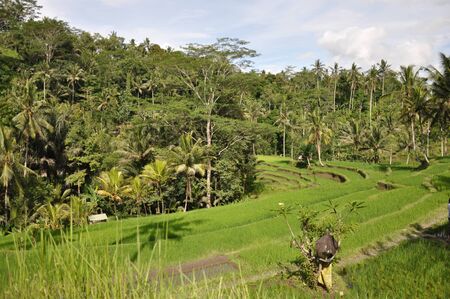 Rice terraces at Gunung Kawi in Bali, Indonesiaの写真素材