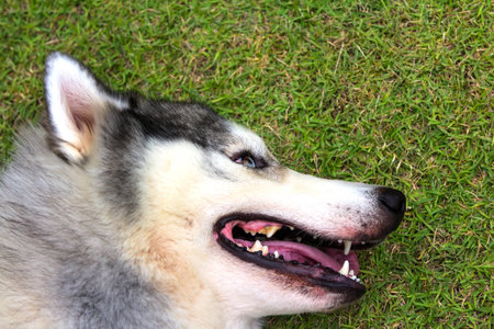 Siberian Husky are tiredの写真素材