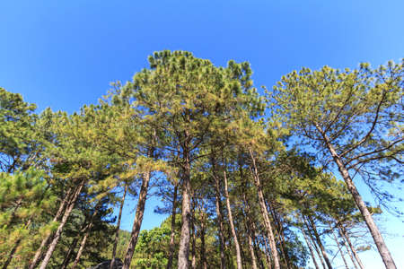 The pine trees and the skyの写真素材
