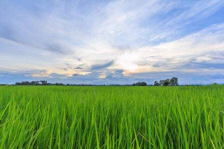 A peaceful rice field on sunrise sky background : Thailandの写真素材