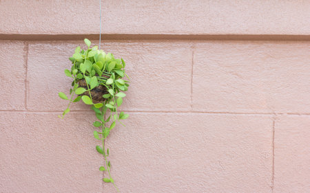 Green tree hanging On  brown wall backgroundの写真素材