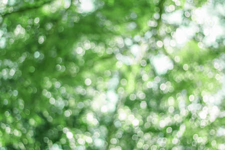 Green bokeh blurred abstract light backgroundの写真素材