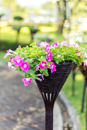 Deep purple Petunia flower (Petunia Hybrida) in Flower Pot.の写真素材