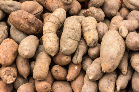 Kefir is dug from the ground.の写真素材