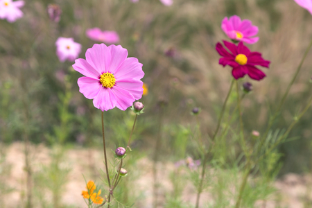 close up sulfur Cosmos Flower,flowerの写真素材