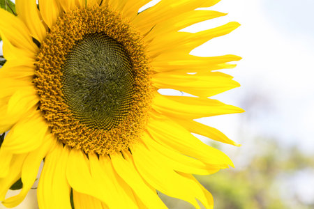 Beautiful closeup sunflowerの写真素材