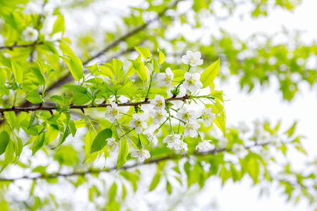 Cherry blossom close-up. Shallow depth of field.の写真素材