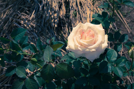 White rose  vintageの写真素材