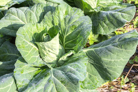 cabbage in the gardenの写真素材