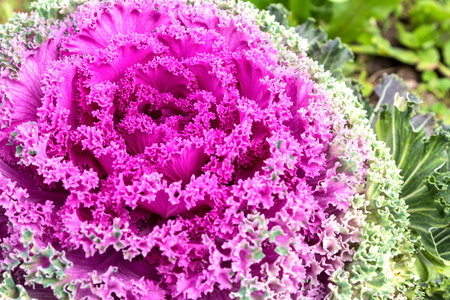 Decorative purple cabbageの写真素材