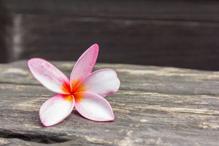 Plumeria on wooden floor background. Space for designの写真素材