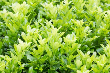 Early flowering green needles