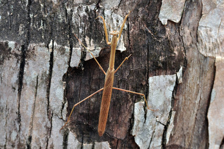 Top view of a brown praying mantis, Tenodera aridifolia sinensis, on a tree in Thailand