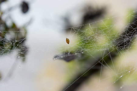 leaf in the middle of a wet spider web in the rain at the rain forestの写真素材